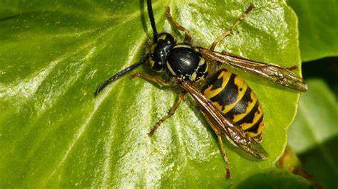 How to Keep Wasps Out of Your Garden: A Friendly Guide - PreventaPest Limited