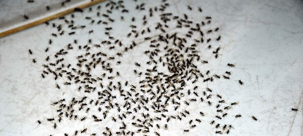 The Ultimate Guide to Keeping Ants Away: Customer-Friendly Tips and Tricks - PreventaPest Limited