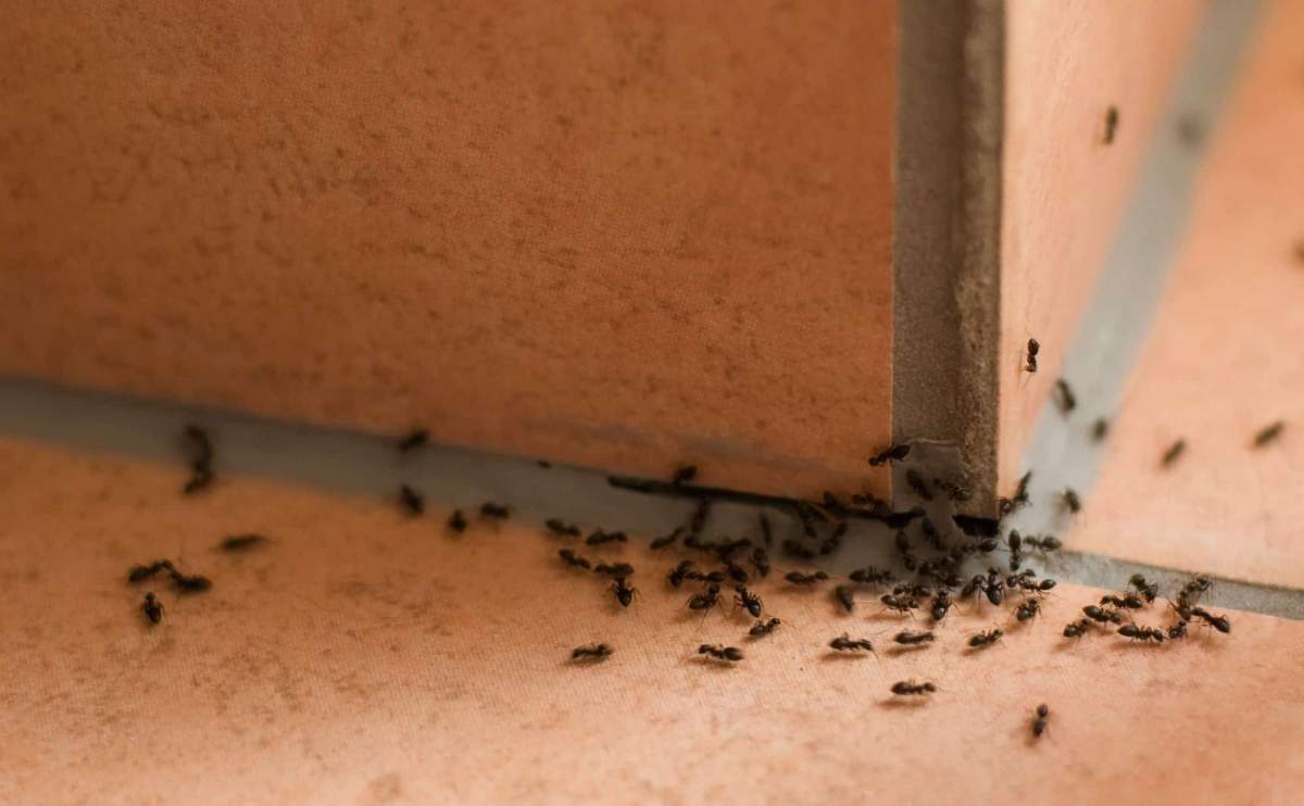 How to Keep Ants Out of Your Home - PreventaPest Limited